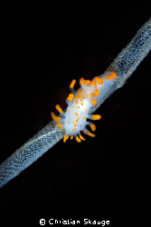 A Limacia clavigera nudibranch sitting on a string of sea... by Christian Skauge 